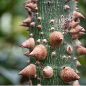 Floss Silk Tree Live Plant – Ceiba Speciosa – 1 Gallon Pot – Outdoor Flowering Tree - Image 1