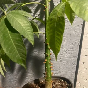 Floss Silk Tree Live Plant – Ceiba Speciosa – 1 Gallon Pot – Outdoor Flowering Tree - Image 2