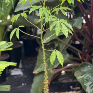 Floss Silk Tree Live Plant – Ceiba Speciosa – 1 Gallon Pot – Outdoor Flowering Tree - Image 3