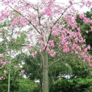 Floss Silk Tree Live Plant – Ceiba Speciosa – 1 Gallon Pot – Outdoor Flowering Tree - Image 4