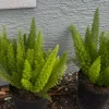 Foxtail Fern Live Plant – Asparagus Densiflorus 'Sprengeri' – 3 Gallon Pot – Outdoor/Indoor - Image 1