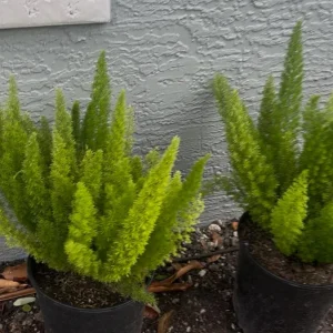 Foxtail Fern Live Plant – Asparagus Densiflorus 'Sprengeri' – 3 Gallon Pot – Outdoor/Indoor - Image 1