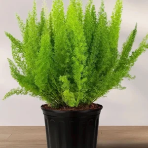 Foxtail Fern Live Plant – Asparagus Densiflorus 'Sprengeri' – 3 Gallon Pot – Outdoor/Indoor - Image 7