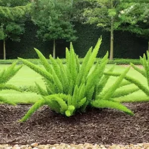 Foxtail Fern Live Plant – Asparagus Densiflorus 'Sprengeri' – 3 Gallon Pot – Outdoor/Indoor - Image 8