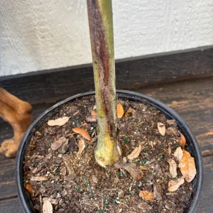 Foxtail Palm Tree - Wodyetia Bifurcata Live Plant 3 Gallon Pot Outdoor - Image 4