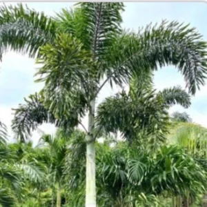 Foxtail Palm Tree - Wodyetia Bifurcata Live Plant 3 Gallon Pot Outdoor - Image 1