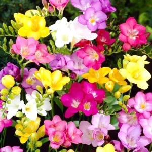Freesia Single Mix Flower Bulbs - 10 Live Fragrant Garden Plants - Image 2