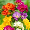Freesia Single Mix Flower Bulbs - 10 Live Fragrant Garden Plants - Image 1