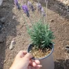 French Lavender Live Plant - 6 Inch Pot - Fragrant & Easy Care - Image 1