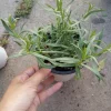 French Tarragon Live Plant - 4 inch Pot - Aromatic Culinary Herb - Image 1