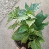 Fresno Pepper Live Plant - 1 Gallon Pot - Outdoor Hot Pepper - Image 1