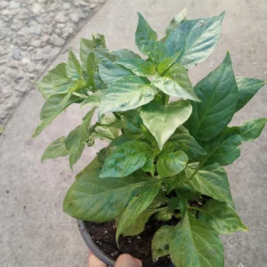 Fresno Pepper Live Plant - 1 Gallon Pot - Outdoor Hot Pepper - Image 1