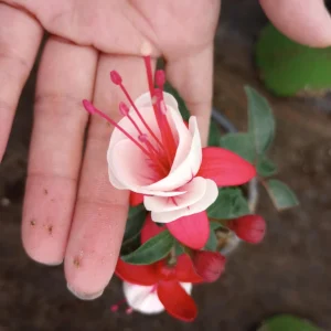 Fuchsia Aretes Live Plant - Up Light Arroyo Grande - 6 inch Pot - Image 4
