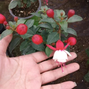 Fuchsia Aretes Live Plant - Up Light Arroyo Grande - 6 inch Pot - Image 5