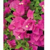 Fuchsia Pink Bougainvillea Live Cuttings - 7 Pack, 6 inch, Outdoor - Image 1