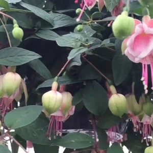Fuchsia Southgate Live Plant - 6 Inch Pot - Indoor/Outdoor Flowering - Image 4