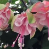 Fuchsia Southgate Live Plant - 6 Inch Pot - Indoor/Outdoor Flowering - Image 1