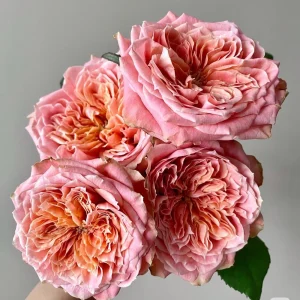 Funky Peach Rose Live Plant - Pink Red Blend, Double Blooms, Repeat Flowering - Image 2