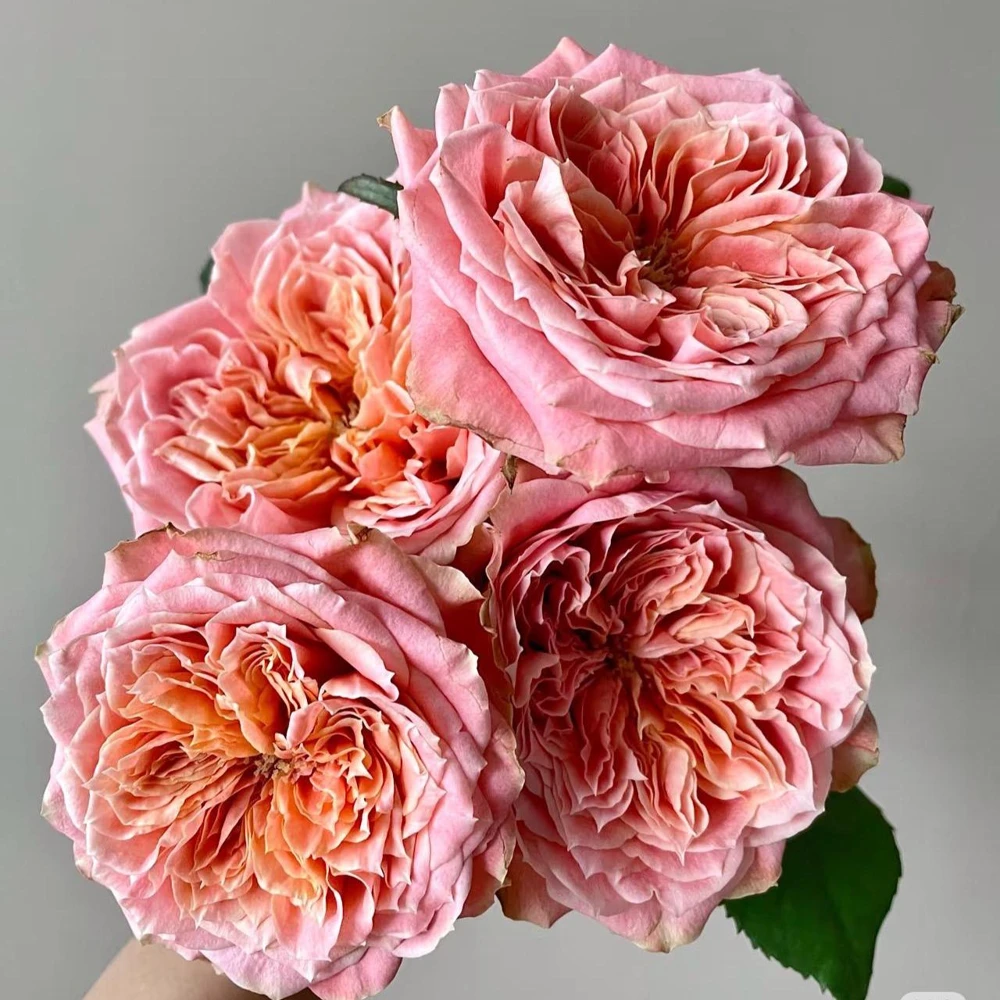 Funky Peach Rose Live Plant - Pink Red Blend, Double Blooms, Repeat Flowering - Image 2