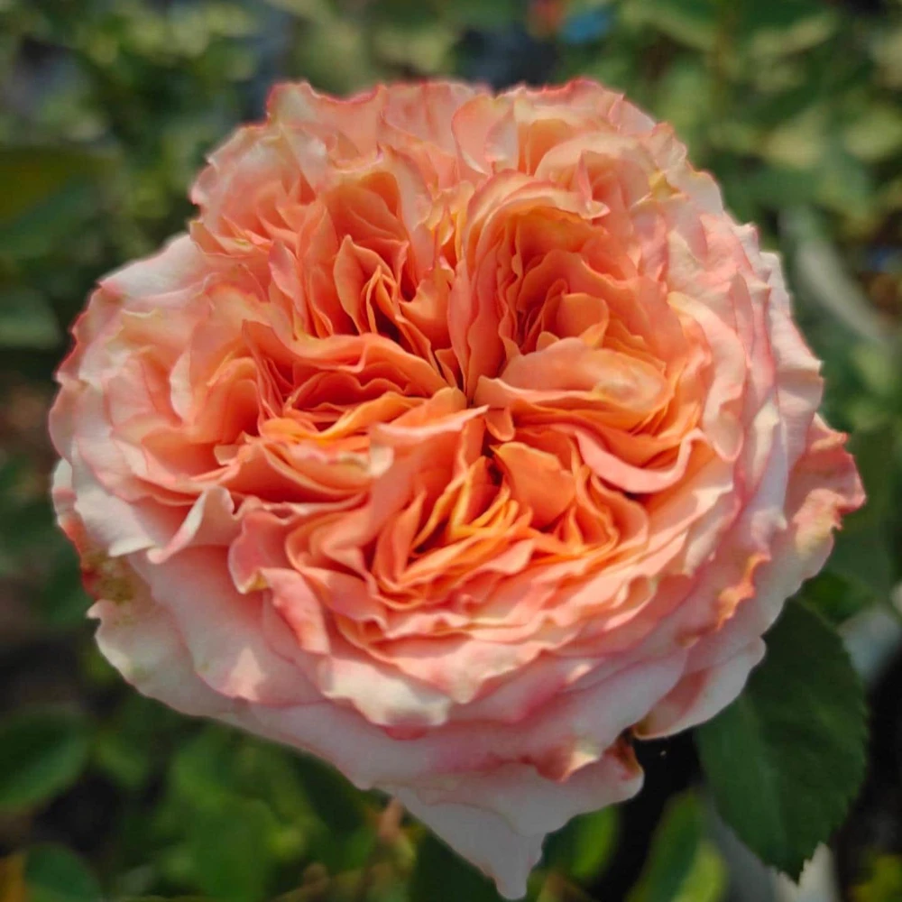Funky Peach Rose Live Plant - Pink Red Blend, Double Blooms, Repeat Flowering - Image 3