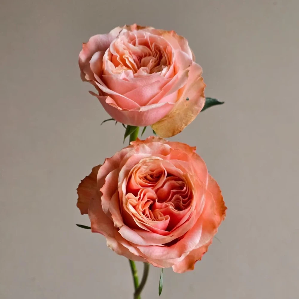 Funky Peach Rose Live Plant - Pink Red Blend, Double Blooms, Repeat Flowering - Image 4