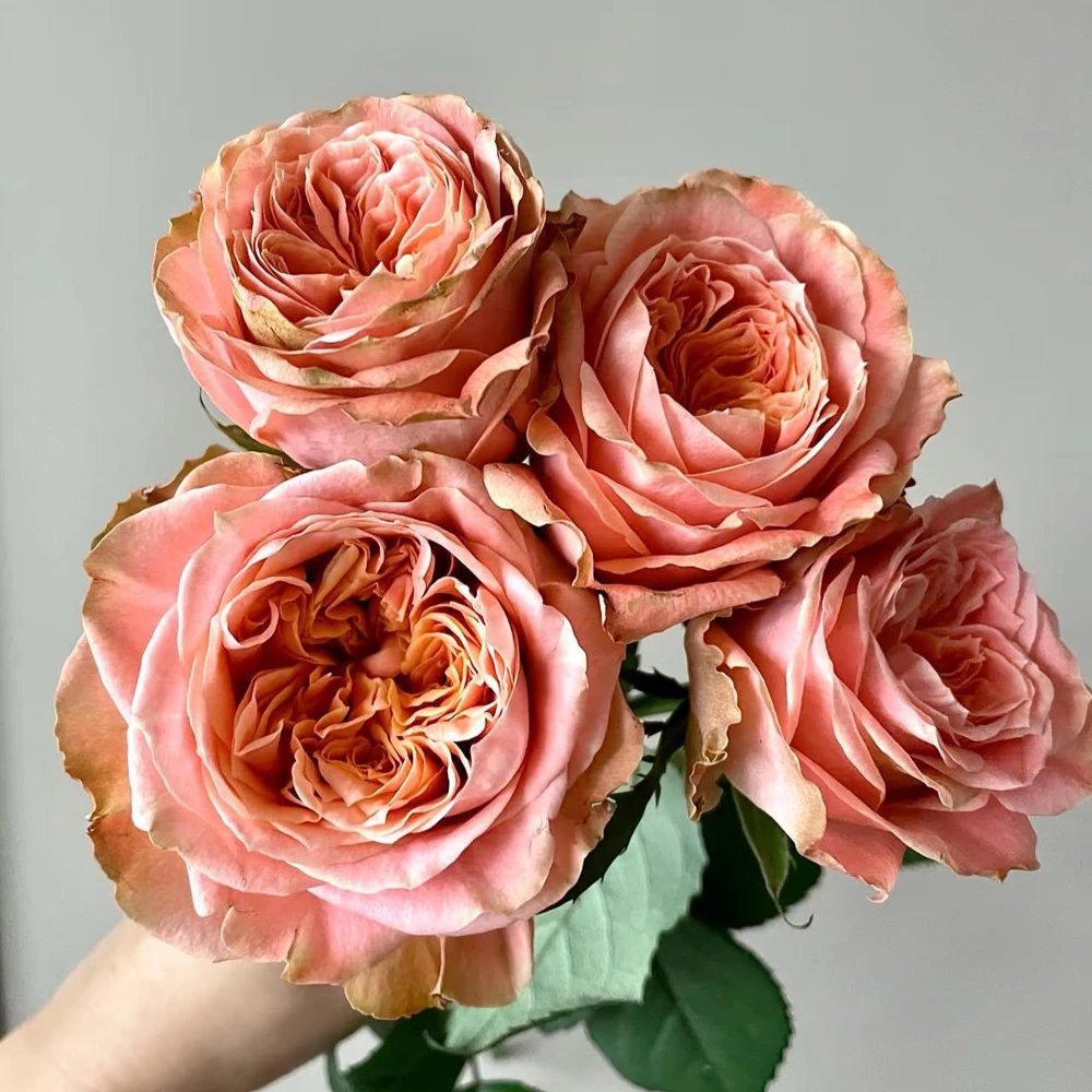 Funky Peach Rose Live Plant - Pink Red Blend, Double Blooms, Repeat Flowering - Image 1