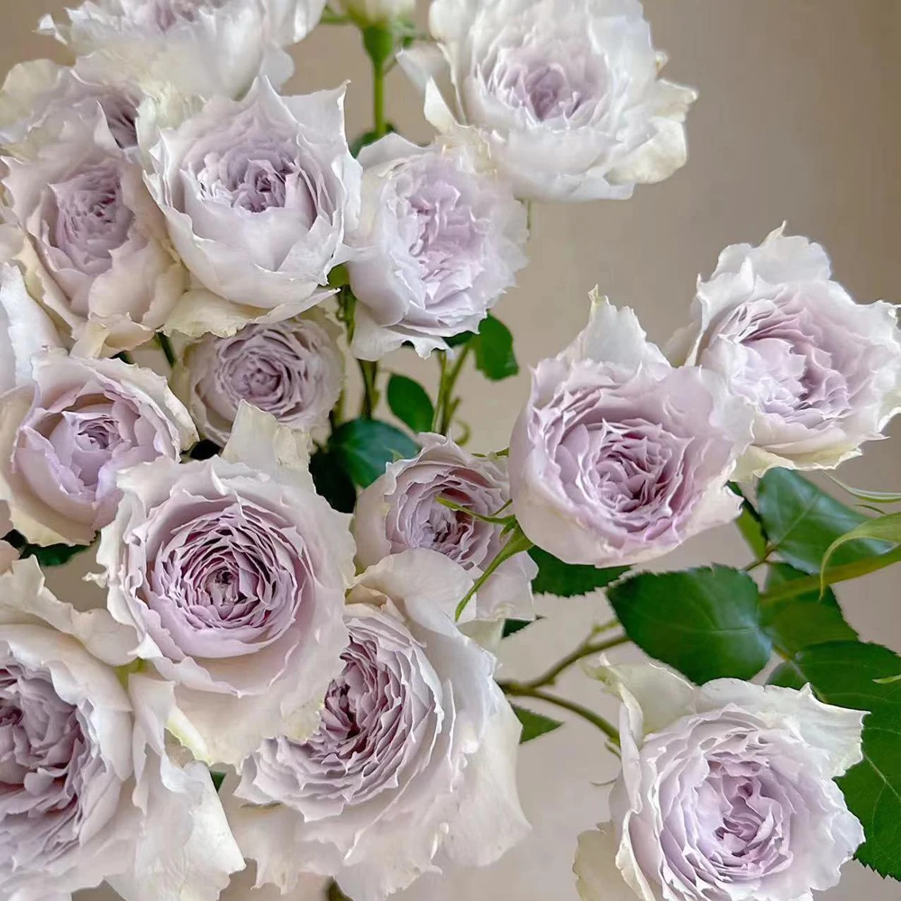 Fuyue Rose Live Plant - Color Changing Pink-Purple to Gray-White, Fragrant - Image 2