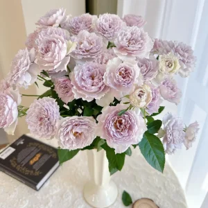 Fuyue Rose Live Plant - Color Changing Pink-Purple to Gray-White, Fragrant - Image 3