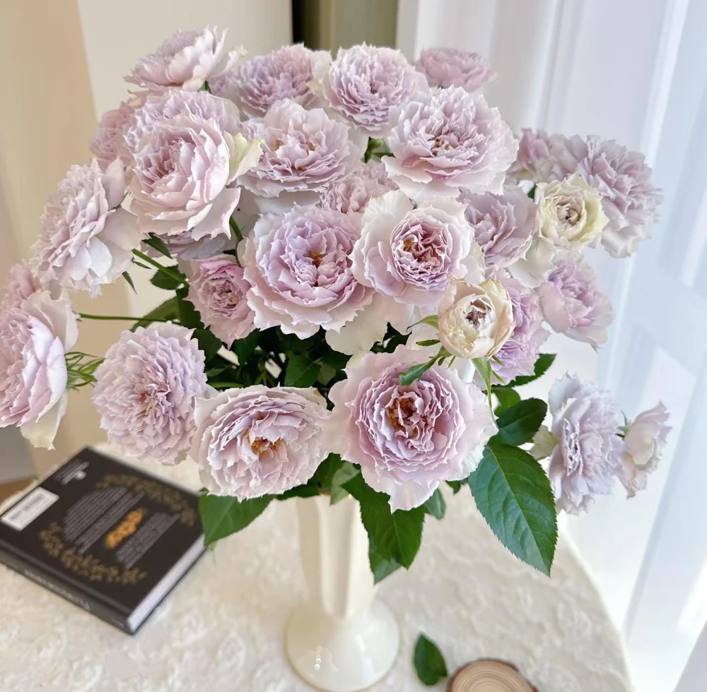 Fuyue Rose Live Plant - Color Changing Pink-Purple to Gray-White, Fragrant - Image 3
