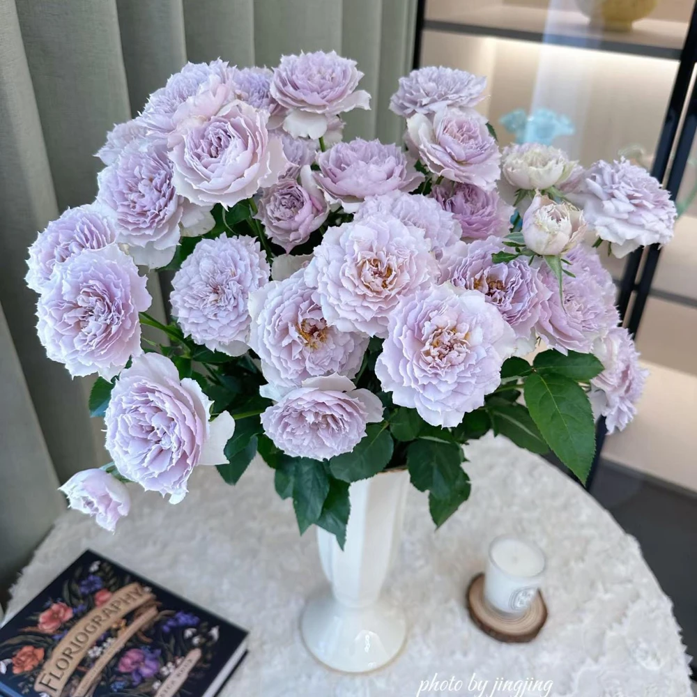 Fuyue Rose Live Plant - Color Changing Pink-Purple to Gray-White, Fragrant - Image 4