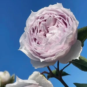 Fuyue Rose Live Plant - Color Changing Pink-Purple to Gray-White, Fragrant - Image 5