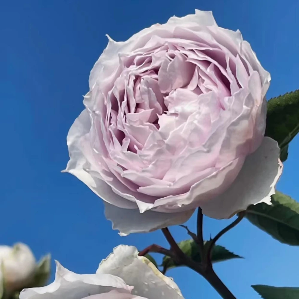 Fuyue Rose Live Plant - Color Changing Pink-Purple to Gray-White, Fragrant - Image 5