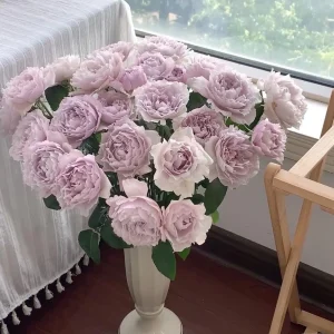 Fuyue Rose Live Plant - Color Changing Pink-Purple to Gray-White, Fragrant - Image 6
