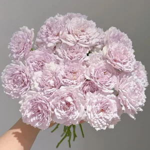 Fuyue Rose Live Plant - Color Changing Pink-Purple to Gray-White, Fragrant - Image 1