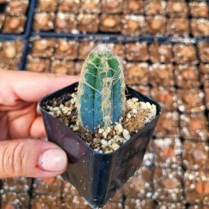 Fuzzy Blue Cactus Live Plant - Pilosocereus Pachycladus - 2 inch Pot - Image 2