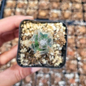 Fuzzy Blue Cactus Live Plant - Pilosocereus Pachycladus - 2 inch Pot - Image 3