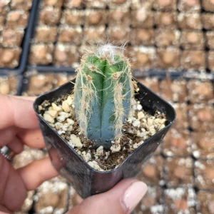 Fuzzy Blue Cactus Live Plant - Pilosocereus Pachycladus - 2 inch Pot - Image 4