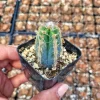 Fuzzy Blue Cactus Live Plant - Pilosocereus Pachycladus - 2 inch Pot - Image 1