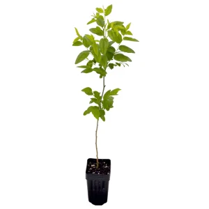 GA-866 Jujube Live Plant – Chinese Red Date Tree, Own Root, 12-16 in Tall, Zones 6-11 - Image 2