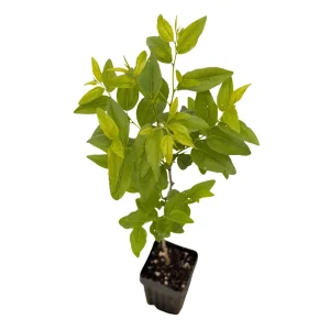 GA-866 Jujube Live Plant – Chinese Red Date Tree, Own Root, 12-16 in Tall, Zones 6-11 - Image 3