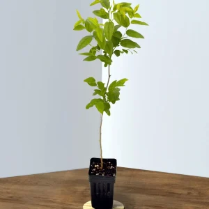 GA-866 Jujube Live Plant – Chinese Red Date Tree, Own Root, 12-16 in Tall, Zones 6-11 - Image 5