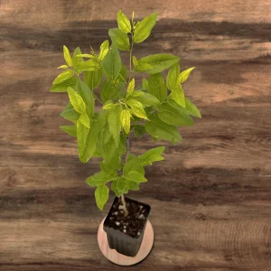 GA-866 Jujube Live Plant – Chinese Red Date Tree, Own Root, 12-16 in Tall, Zones 6-11 - Image 7