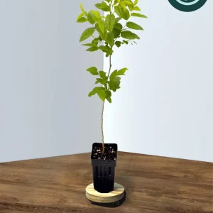 GA-866 Jujube Live Plant – Chinese Red Date Tree, Own Root, 12-16 in Tall, Zones 6-11 - Image 1