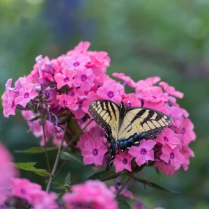 Garden Phlox 'Coral Crème Drop' Live Starter Plant - 4-8