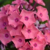 Garden Phlox 'Coral Crème Drop' Live Starter Plant - 4-8" Tall in 2.5" Pot - Image 1
