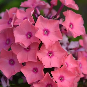 Garden Phlox 'Coral Crème Drop' Live Starter Plant - 4-8
