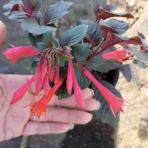 Gartenmeister Fuchsia Live Plant – 6 inch Potted Flowering Plant – Indoor/Outdoor - Image 3