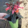 Gartenmeister Fuchsia Live Plant – 6 inch Potted Flowering Plant – Indoor/Outdoor - Image 1