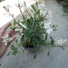 Gaura Lindheimeri White Live Plant – 6 Inch Pot – Outdoor Perennial Flower - Image 1