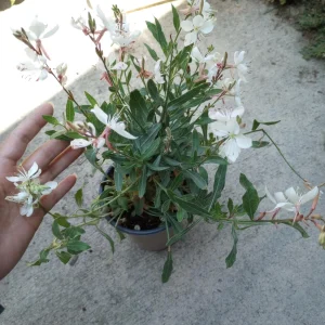 Gaura Lindheimeri White Live Plant – 6 Inch Pot – Outdoor Perennial Flower - Image 1